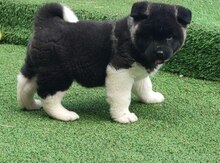 Amerikan Akita-inu balaları