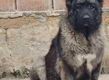 Qafqaz ovçarkası