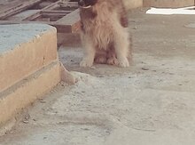 Kanqal