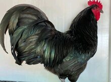 Avstralorp toyuqları