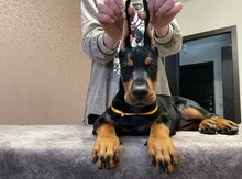 Doberman