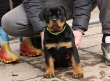 Rotveyler