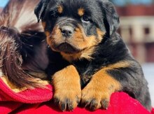 Rotveyler balaları