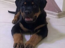 Rotveyler