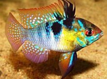 Microgeofaqus ramirezi