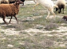 Saanen təkəsi 