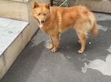 Akita-inu tapılıb