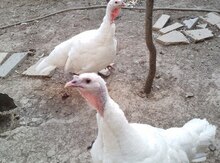 Stavropol hinduşka yumurtası