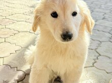 Qızılı Rotveyler