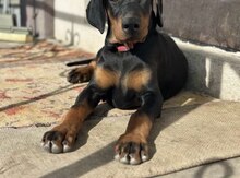 Doberman