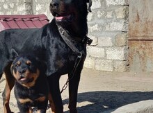 Rotveyler