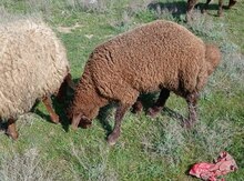 Qoyun və keçilər