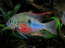 Ellioti 