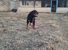 Rotveyler balası