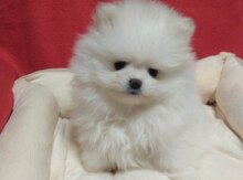 Pomeran Spic Boo