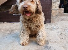Koker spaniel