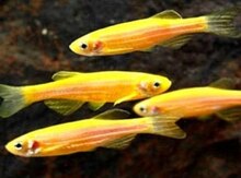 Sarı Danio balıqları 