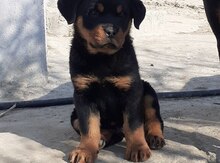 Rotveyler 