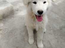 Samoyed
