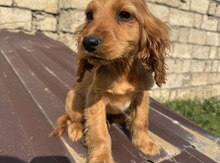 Koker Spaniel balaları 