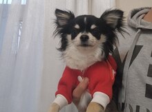Mini çixuaxua 