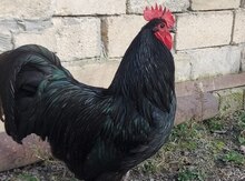 Avstralorp yumurtası