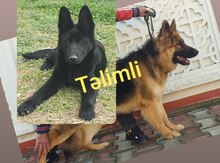 Alman ovçarkası balası 