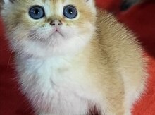 Золотая Шиншилла