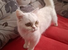 Pişik 