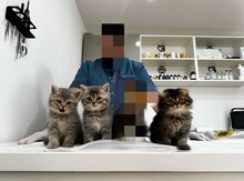 Avropa pişikləri
