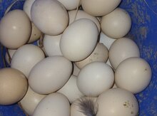 Mayalı kənd yumurtası