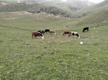 İnəklər 