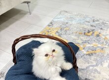 Pers pişiyi