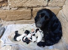 Koker spaniel
