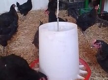 Xarkov, Ataks toyuqlarının mayalı yumurtaları