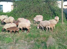 Qoyunlar 