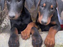 Doberman 