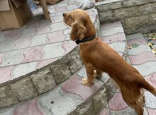 Koker spaniel