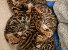 Бенгальские котята