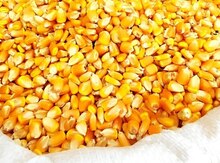 Qarğıdalı toxumu