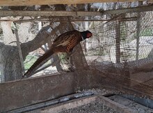 Mayalı qırqovul yumurtaları