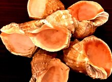 Ракушка