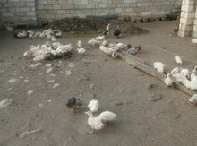Göyərçin