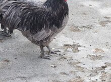 Avstralorp cücələri