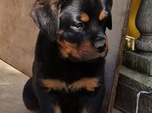 Rotveyler balaları