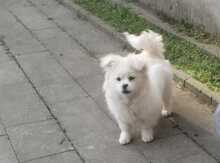 Samoyed