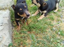 Doberman balası