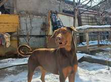 Doberman