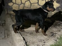 Rotveyler
