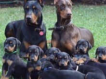 Doberman